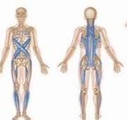 Myofascial Release with Silvia