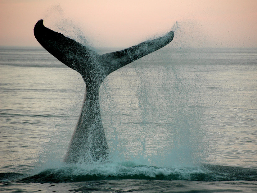 'Ohana Rising Yoga School