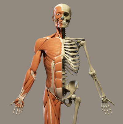 The Need for Corrective Exercise