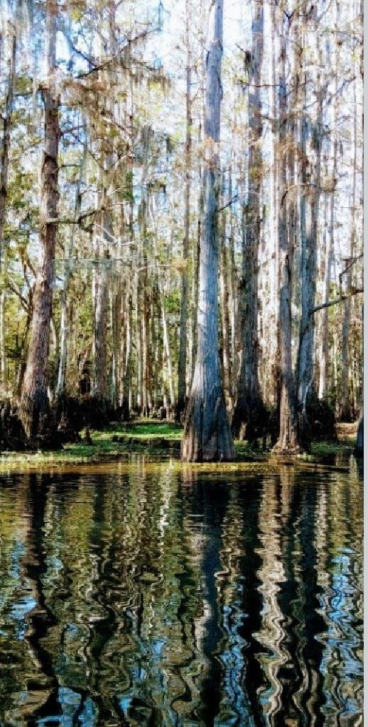 Trauma-Informed Yoga and Yoga Nidra Meditation