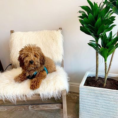 Tribe Pilates Santa Monica